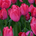 Darwin Tulpe 'Lady van Eijk'