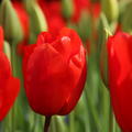 Darwin Tulpe 'Lalibela'