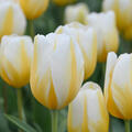 Tulpe, Gartentulpe, Tulipa Lemon Chiffon
