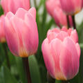 Tulpe, Gartentulpe, Tulipa Light an Dreamy