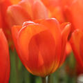 Tulpe, Gartentulpe, Tulipa  Lighting Sun