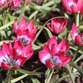 Wildtulpe 'Little Beauty'