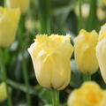 Gefranste Tulpe 'Maja'