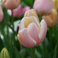 Triumph Tulpe 'Mango Charm'