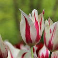 Lilienbltige Tulpe 'Marilyn'