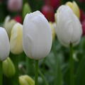 Einfache spte Tulpe 'Maureen'