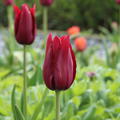 Lilienbltige Tulpe 'Merlot'