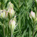 Tulpe, Gartentulpe, Tulipa Mystery Valley