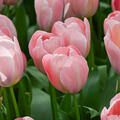 Darwin Tulpe 'Mystic van Eijk' (korr)