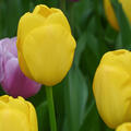 Tulpe, Gartentulpe, Tulipa Novi Sun