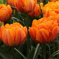 Gefllte Tulpe 'Orange Princess'