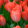 Darwin Tulpe 'Orange van Eijk' (korr)
