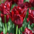 Gefranste Tulpe 'Pacific Pearl'