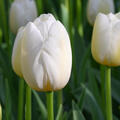Tulpe, Gartentulpe, Tulipa Pay Bas