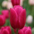 Triumph Tulpe 'Pink Ardour'