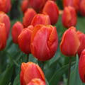 Triumph Tulpe 'Prins Willem Alexander'