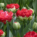 Tulpe, Gartentulpe, Tulipa Promiss