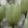 Fosteriana Tulpe 'Purissima'