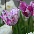Tulpe, Gartentulpe, Tulipa Purple Circus