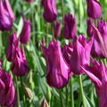Lilienbltige Tulpe 'Purple Dream'