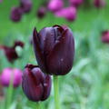 Einfache spte Tulpe 'Queen of Night'