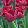 Coronet Tulpe 'Red Dress'