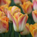 Triumph Tulpe 'Salmon Dynasty'