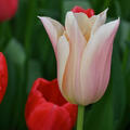 Tulpe, Gartentulpe, Tulipa Sanne