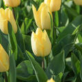 Einfache frhe Tulpe 'Sunny Prince' (korr)