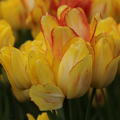 Mehrbltige Tulpe 'Sunshine Club'