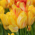 Vielbltige Tulpe 'Sunshine Club'