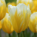 Tulpe, Gartentulpe, Tulipa SweetHeart