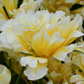 Tulpe, Gartentulpe, Tulipa Sweet Valley