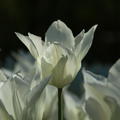 Lilienbltige Tulpe 'White Triumphator'