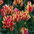 Mehrbltige Tulpe 'Wonder Club'