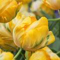 Papageien-Tulpe 'Yellow Madonna'