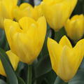 Fosteriana Tulpe 'Yellow Purissima'
