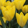 Fosteriana Tulpe 'Yellow Purissima'