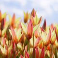 Wildtulpe 'Cynthia'