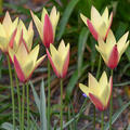 Tulpe, Wildtulpe, botanische Tulpe, Tulipa clusiana Tinka