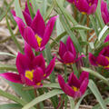 Wildtulpe, botanische Tulpe, Tulipa humilis Easter Star