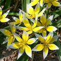 Wildtulpe Tulipa tarda