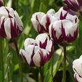 Triumph Tulpe 'Rem's Favourite'