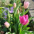 Tulpen-Mischung 'Dynamic Change Completed', Tulipa 'Dynamic Change Completed'