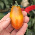 Hängetomate 'Tumbling Tiger' (Solanum lycopersicum)