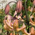 Trkenbundlilie 'Guinea Gold', Lilium martagon 'Guinea Gold'