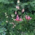 T�rkenbundlilie 'Manitoba Morning', Lilium martagon 'Manitoba Morning'