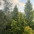 Urweltmammutbaum 'Gold Rush', Metasequoia glyptostroboides 'Goldrush'
