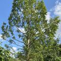 Urweltmammutbaum 'Miss Grace' - Zwergstamm, Metasequoia glyptostroboides 'Miss Grace' 