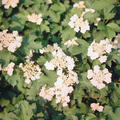 Schneeball, Gemeiner Schneeball VIBURNUM opulus